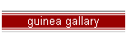 guinea gallary